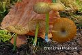 Entoloma incanum-amf762